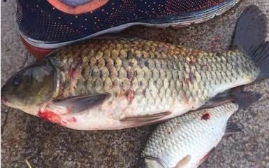 龍魚鱗掉了會長么：關(guān)于龍魚鱗片掉落后的恢復(fù)情況的詳細(xì)介紹