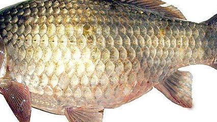 龍魚鱗掉了會長么：關(guān)于龍魚鱗片掉落后的恢復(fù)情況的詳細(xì)介紹