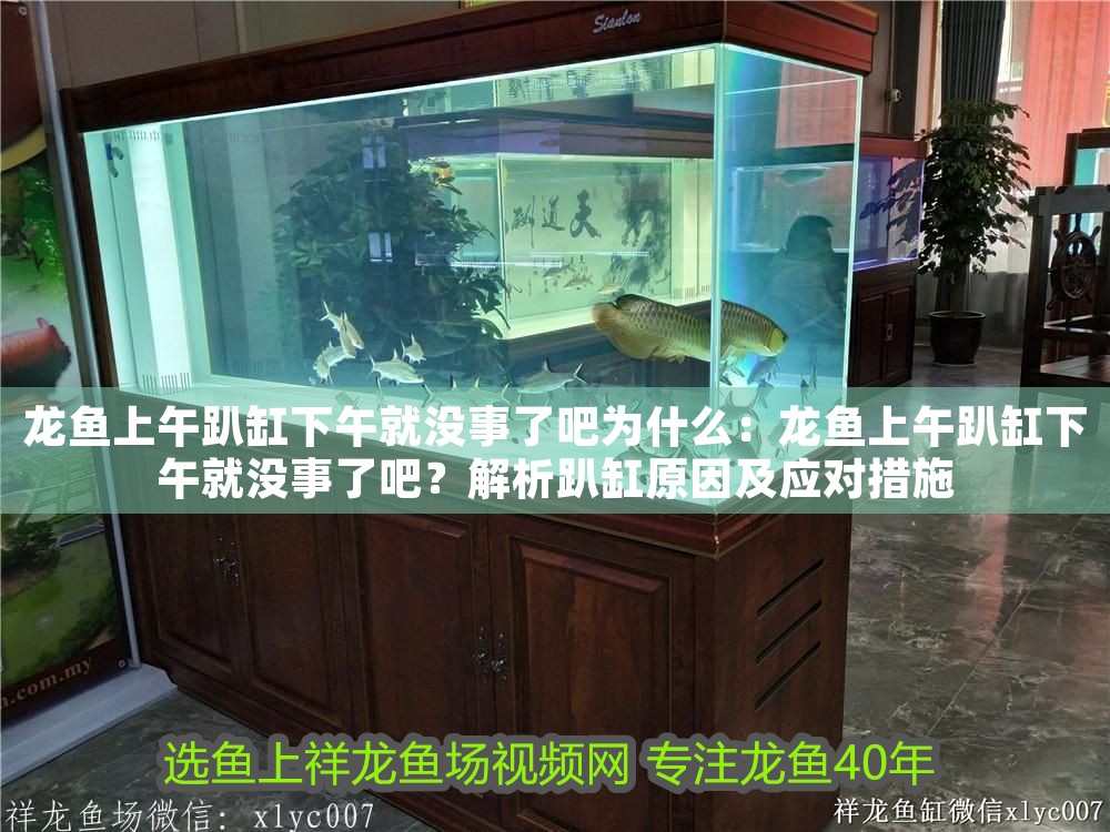 龍魚上午趴缸下午就沒事了吧為什么：龍魚上午趴缸下午就沒事了吧？解析趴缸原因及應對措施