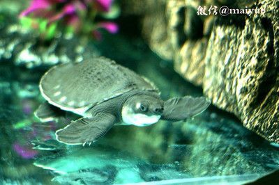 哪個(gè)品牌的龍魚缸性價(jià)比最高呢：探索龍魚缸性價(jià)比之王，選擇最適合您的品牌