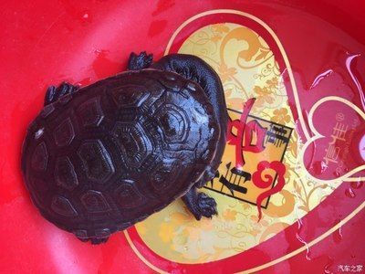哪個品牌的龍魚缸性價比最高呢：探索龍魚缸性價比之王，選擇最適合您的品牌