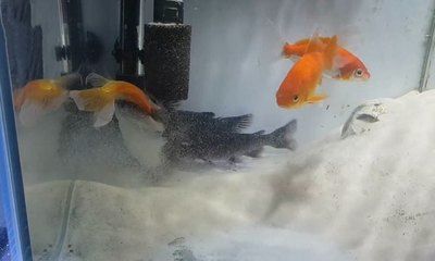 金龍魚身上有白膜怎么治療?。航痿~身上有白膜怎么辦