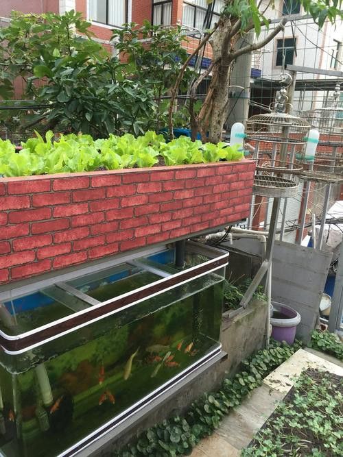 白條過背金龍魚圖片大全