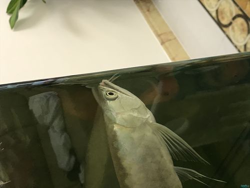 銀龍魚嘴巴前面爛掉怎么回事圖片大全