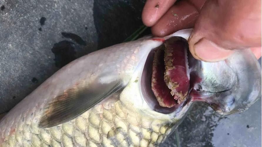 銀龍魚嘴巴前面爛掉怎么回事圖片大全