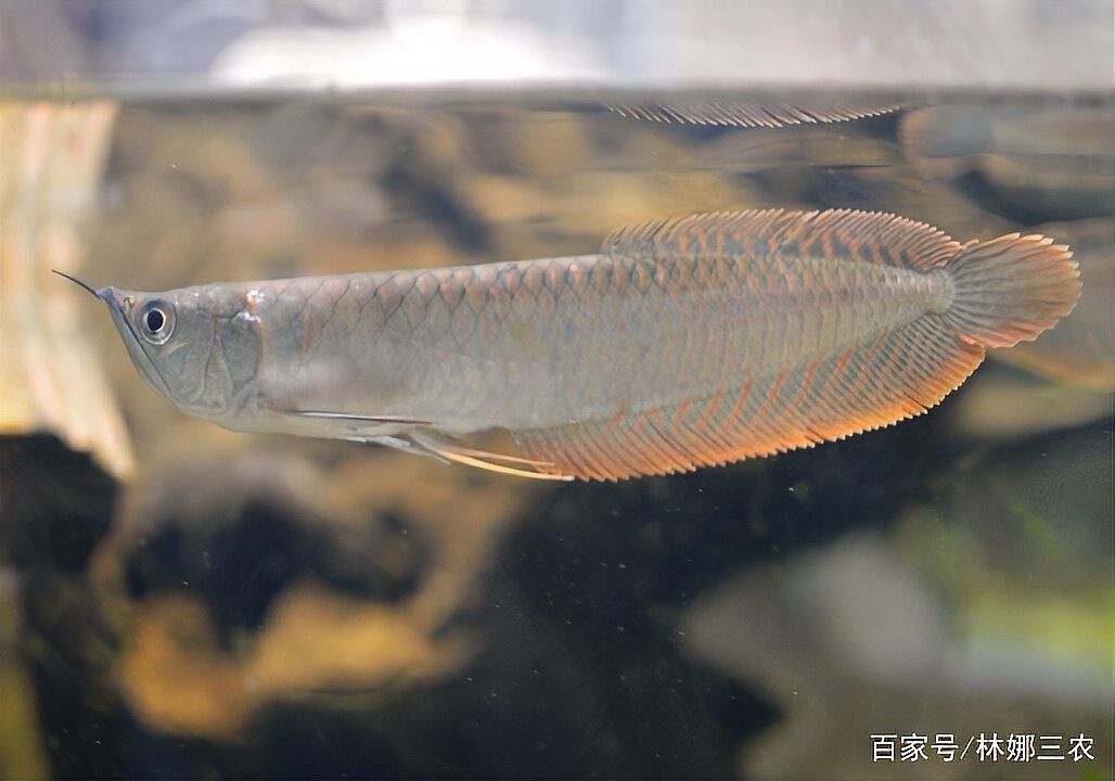 銀龍魚嘴巴前面爛掉怎么回事圖片大全