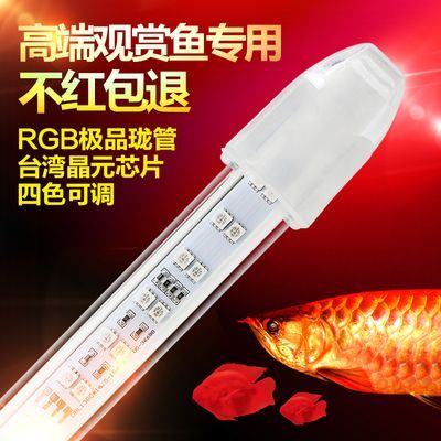 金龍魚可以用led燈嗎：金龍魚可以使用led燈嗎 金龍魚可以用led燈嗎：金龍魚可以使用led燈嗎 龍魚百科 第2張