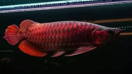 購(gòu)買龍魚商家提供什么資料（網(wǎng)購(gòu)龍魚時(shí)，商家提供的資料以確保購(gòu)買過(guò)程的正規(guī)性和安全性）