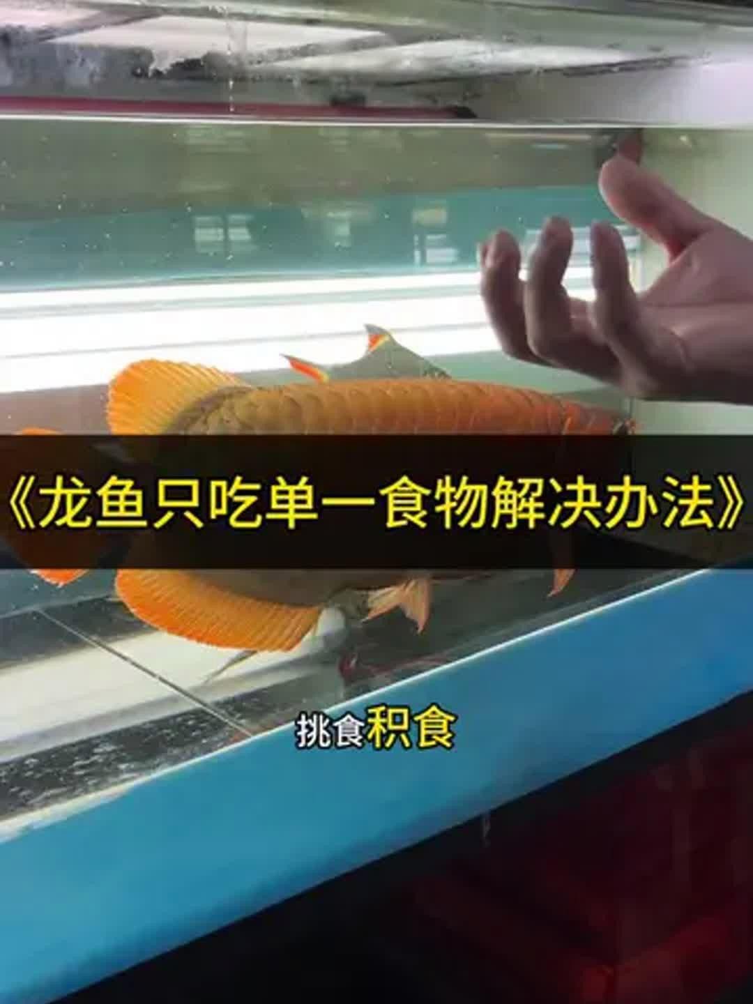 紅龍魚不吃東西應該怎么辦？