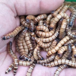 龍魚一般多久喂一次龜糧：龍魚的喂食頻率取決于它們的生長階段和個體和個體大小