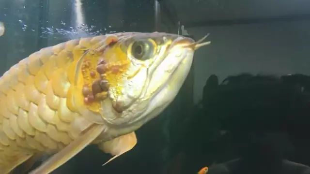 龍魚抗生素藥有哪些：龍魚專用抗生素品牌推薦
