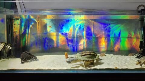 龍魚龜混養視頻：鼻龜與龍魚混養視頻