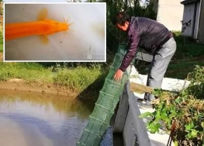 小金龍魚好養嗎？：小金龍魚好養嗎