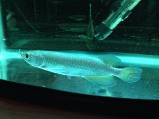 金龍魚一只眼睛掉眼：金龍魚掉眼怎么辦