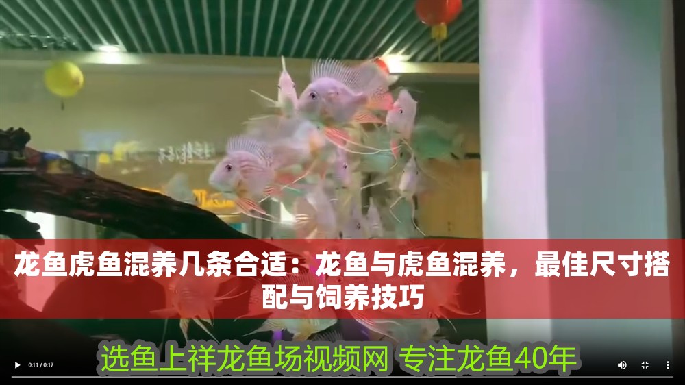 龍魚虎魚混養(yǎng)幾條合適：龍魚與虎魚混養(yǎng)，最佳尺寸搭配與飼養(yǎng)技巧