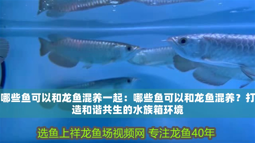 哪些魚可以和龍魚混養一起：哪些魚可以和龍魚混養？打造和諧共生的水族箱環境