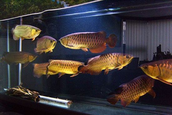 龍魚和什么魚搭配顯得高檔好看呢（龍魚與錦鯉搭配的風水寓意，） 龍魚和什么魚搭配顯得高檔好看呢（龍魚與錦鯉搭配的風水寓意，） 龍魚百科 第1張
