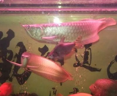 龍魚和什么魚搭配顯得高檔好看呢（龍魚與錦鯉搭配的風水寓意，） 龍魚和什么魚搭配顯得高檔好看呢（龍魚與錦鯉搭配的風水寓意，） 龍魚百科 第2張