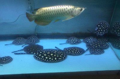 龍魚與三湖慈鯛混養(yǎng)的可能性（三湖慈鯛和龍魚混養(yǎng)的可能性較低） 龍魚與三湖慈鯛混養(yǎng)的可能性（三湖慈鯛和龍魚混養(yǎng)的可能性較低） 龍魚百科 第3張