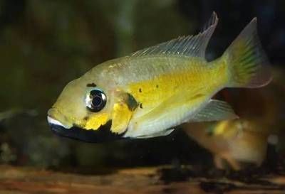 龍魚與三湖慈鯛混養(yǎng)的可能性（三湖慈鯛和龍魚混養(yǎng)的可能性較低） 龍魚與三湖慈鯛混養(yǎng)的可能性（三湖慈鯛和龍魚混養(yǎng)的可能性較低） 龍魚百科 第5張