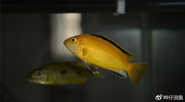 龍魚與三湖慈鯛混養(yǎng)的可能性（三湖慈鯛和龍魚混養(yǎng)的可能性較低） 龍魚與三湖慈鯛混養(yǎng)的可能性（三湖慈鯛和龍魚混養(yǎng)的可能性較低） 龍魚百科 第4張