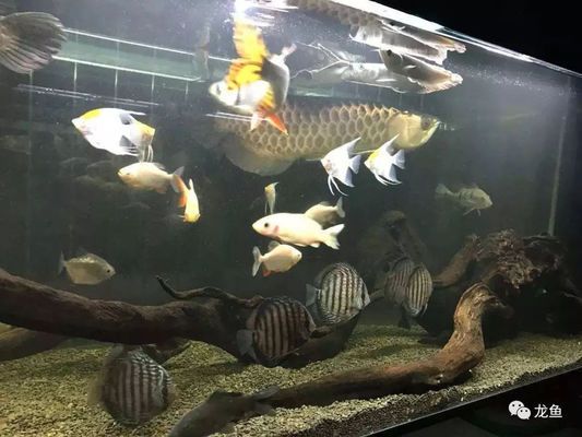 龍魚眼睛沒了還會長出來嗎：探討龍魚眼睛缺失是否能恢復之前，我們需要了解眼睛缺失的原因