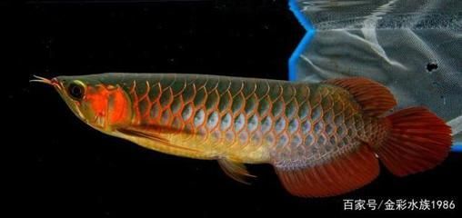 龍魚是哪里的魚種 龍魚是哪里的魚種 龍魚百科 第5張