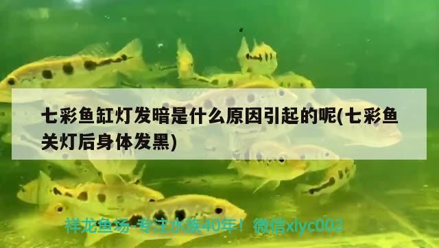 七彩魚缸燈發暗是什么原因引起的呢(七彩魚關燈后身體發黑)