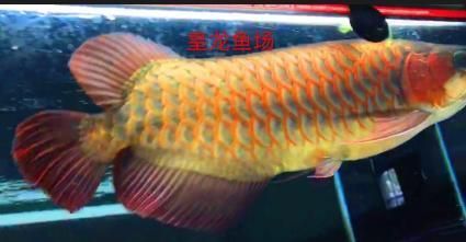 紅龍魚專賣店電話多少（不同地區(qū)的紅龍魚專賣店聯(lián)系方式） 紅龍魚專賣店電話多少（不同地區(qū)的紅龍魚專賣店聯(lián)系方式） 龍魚百科 第1張