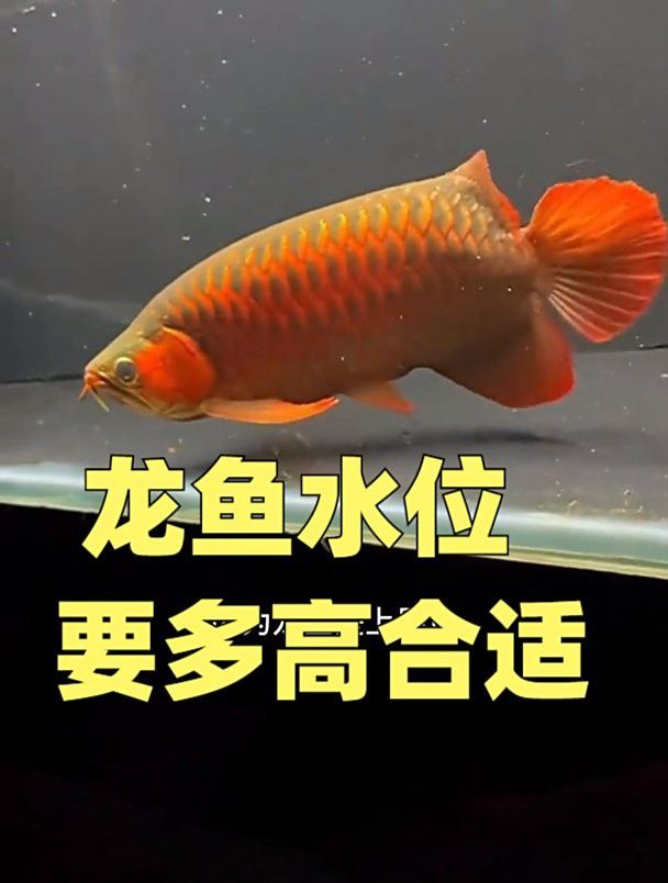 有哪些龍魚適合高水位環(huán)境？