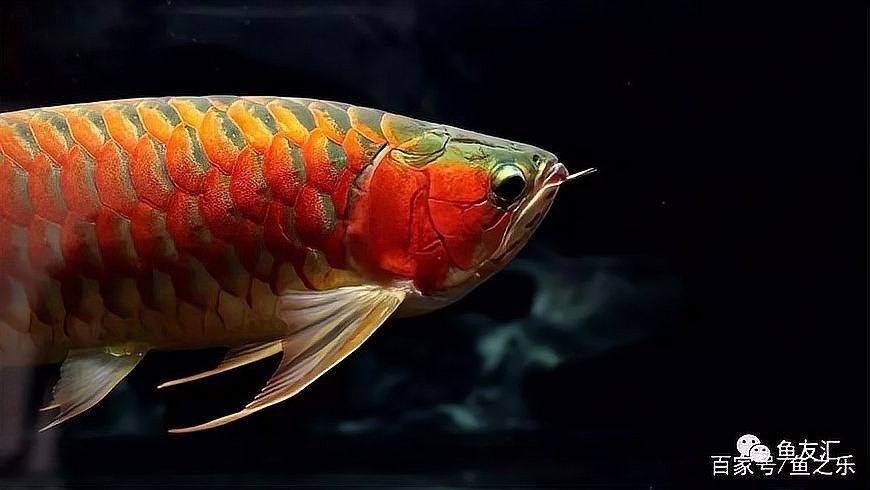 龍魚喂食時需要注意什么？ 龍魚喂食時需要注意什么？ 龍魚百科 第3張