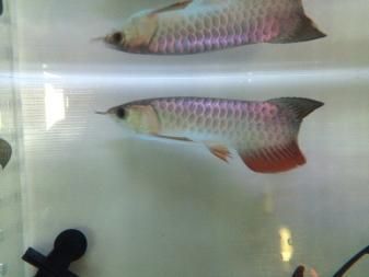 金龍紅龍魚苗怎么區分公母圖：金龍紅龍魚苗怎么區分