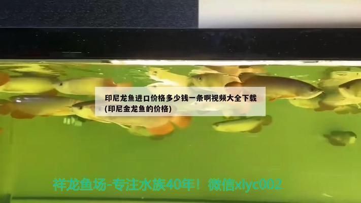 龍魚進口多少錢一條啊視頻講解：龍魚從國外進口到中國的費用情況