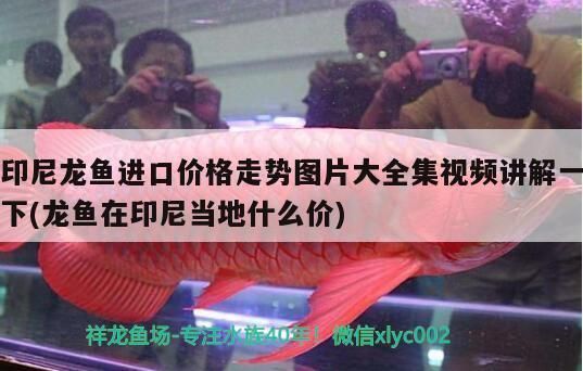 龍魚進口多少錢一條啊視頻講解：龍魚從國外進口到中國的費用情況