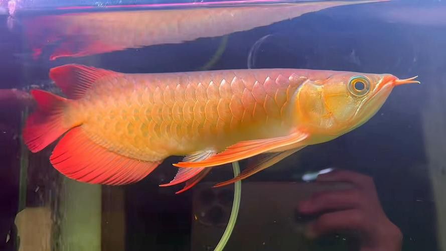 印尼大湖龍魚是怎樣的品種呢圖片