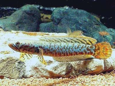 家養曼龍魚好嗎【家養曼龍魚的常見疾病與防治】