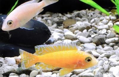 家養曼龍魚好嗎【家養曼龍魚的常見疾病與防治】