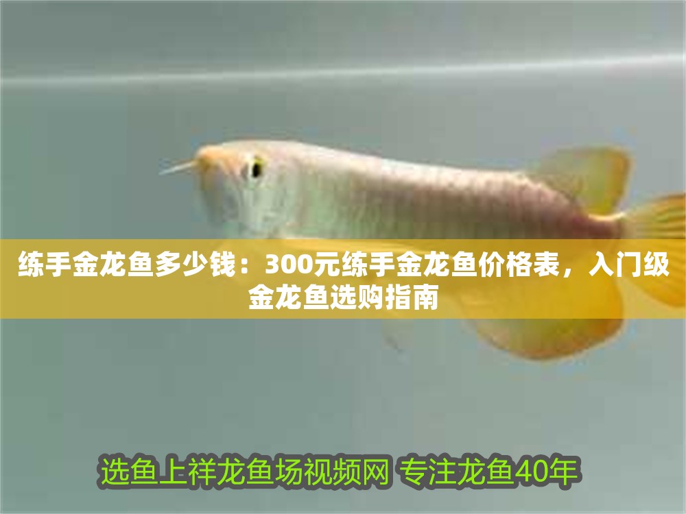 練手金龍魚多少錢：300元練手金龍魚價格表，入門級金龍魚選購指南