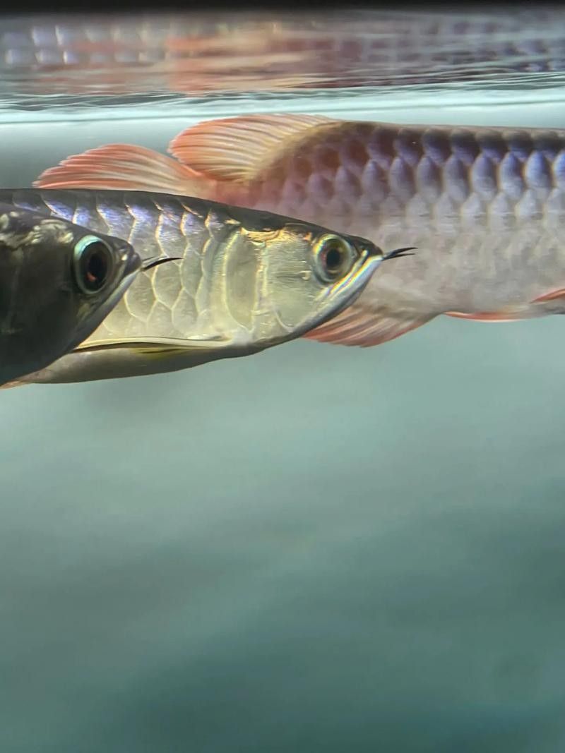 龍魚(yú)體型脊背凸起圖片