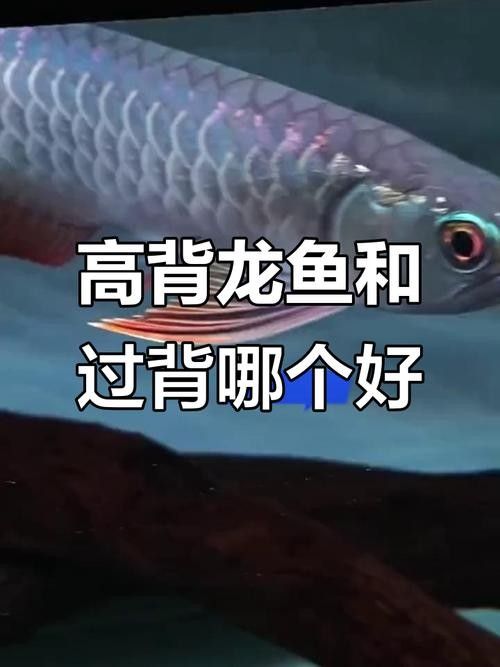 龍魚(yú)體型脊背凸起圖片