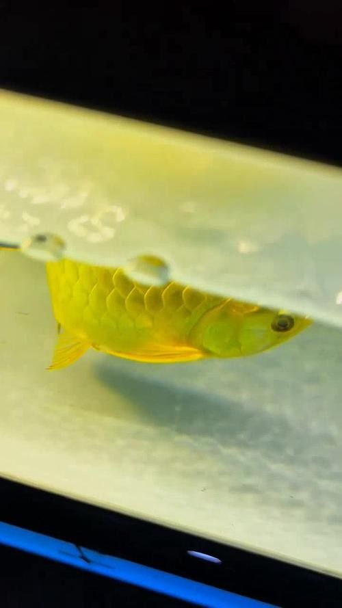 龍魚(yú)體型脊背凸起圖片