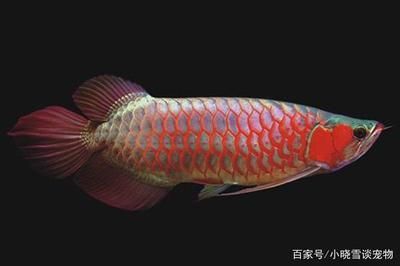 純種紅龍魚半年發(fā)色：紅龍魚發(fā)色期如何選飼料 純種紅龍魚半年發(fā)色：紅龍魚發(fā)色期如何選飼料 龍魚百科 第1張