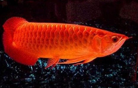 怎樣識(shí)別真假印尼紅龍魚圖片大全