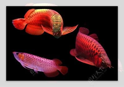 紅龍魚白底黑背景（關于紅龍魚的背景和底色）