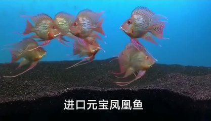 祥龍魚場官方微信公眾號是什么意思（祥龍魚場官方微信公眾號查詢結果）