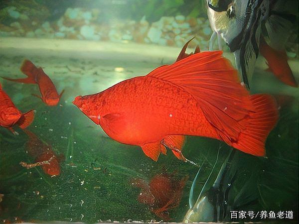 七彩龍魚和銀龍魚哪個更難飼養(yǎng)？