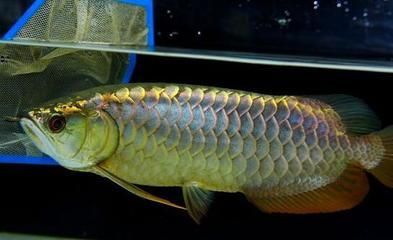 怎么預(yù)防金龍魚(yú)掉眼屎：如何預(yù)防金龍魚(yú)掉眼屎 怎么預(yù)防金龍魚(yú)掉眼屎：如何預(yù)防金龍魚(yú)掉眼屎 龍魚(yú)百科 第1張