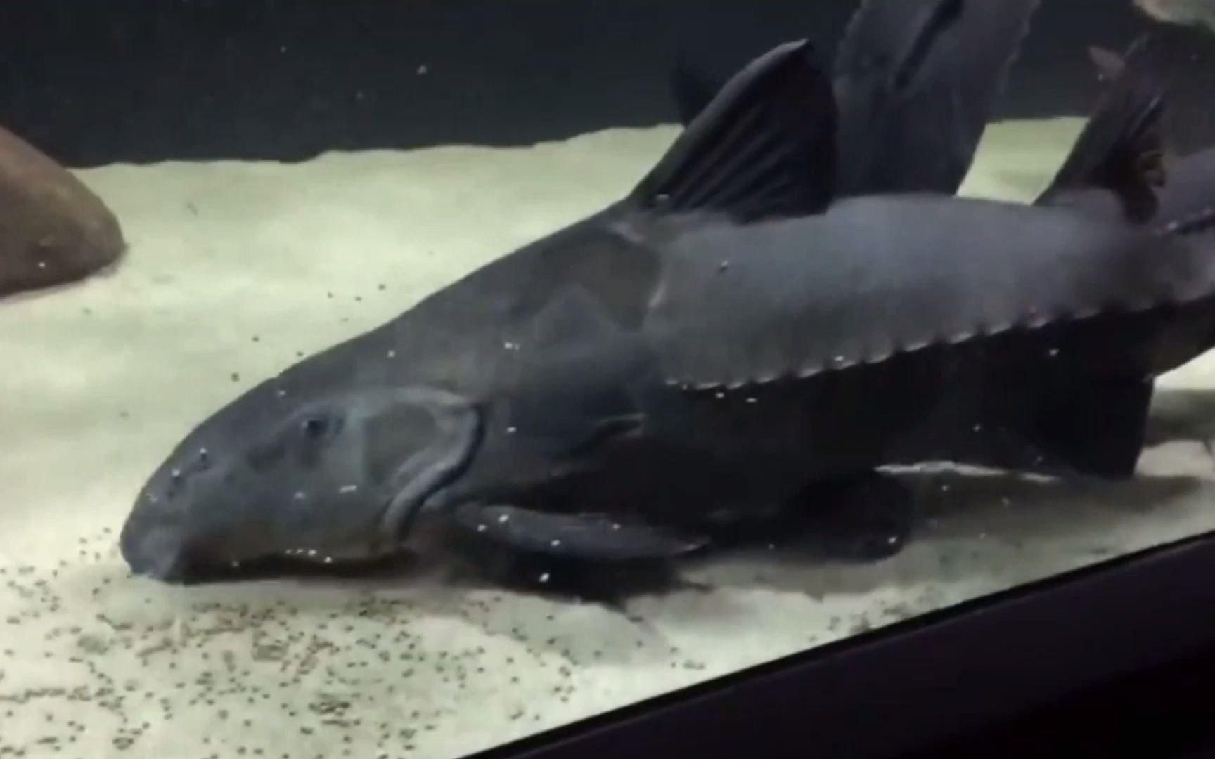 鎧甲魚是什么品種 鎧甲魚是什么品種 龍魚百科 第1張