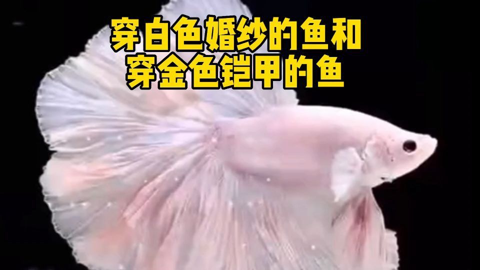鎧甲魚是什么品種 鎧甲魚是什么品種 龍魚百科 第2張