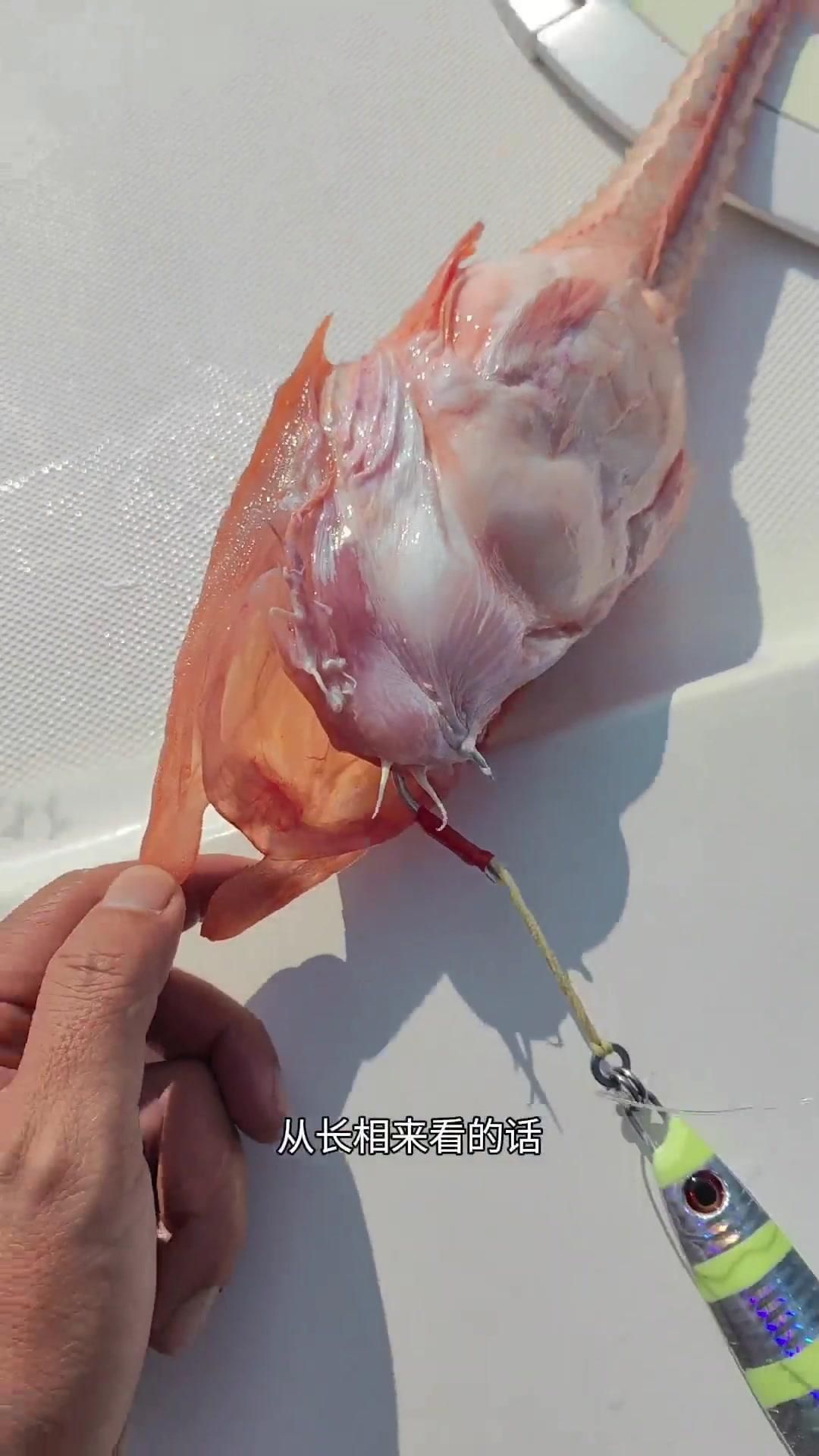 鎧甲魚是什么品種 鎧甲魚是什么品種 龍魚百科 第5張